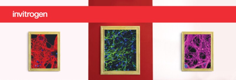 Alexa Fluor Plus Flier