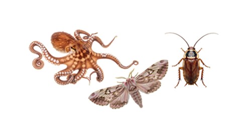 Preserved Specimens
