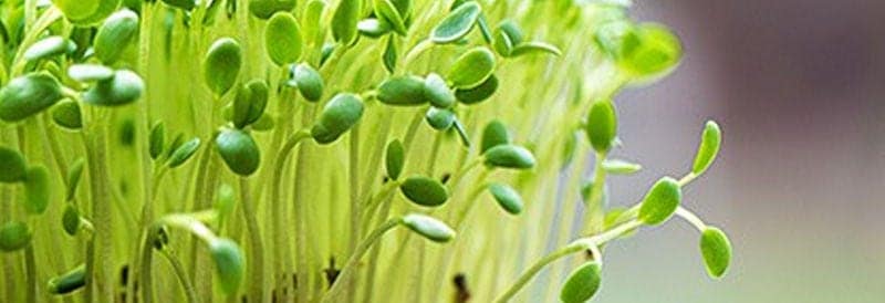 Artificial Photosynthesis