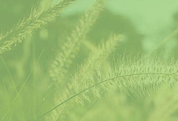 Green Solutions