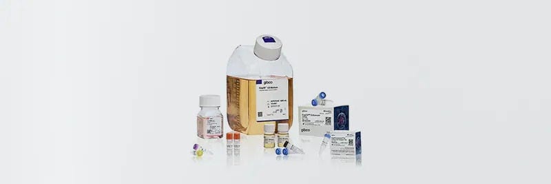 Protein Expression