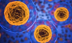 Cytotoxicity