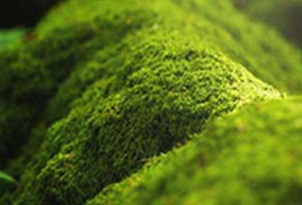 Sustainability