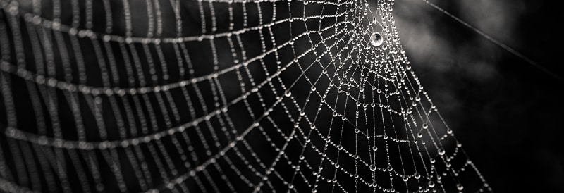 Sequence-Encoded Tubular Architectures in Spider Silk Proteins