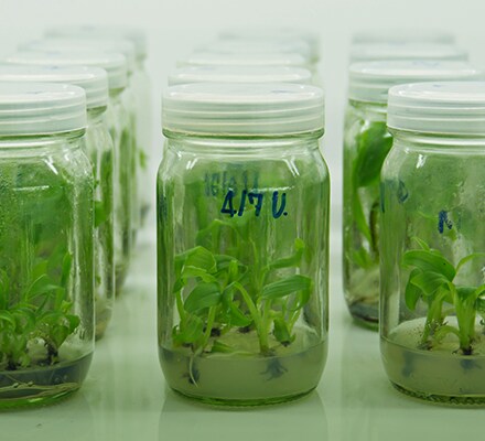 Biotechnology