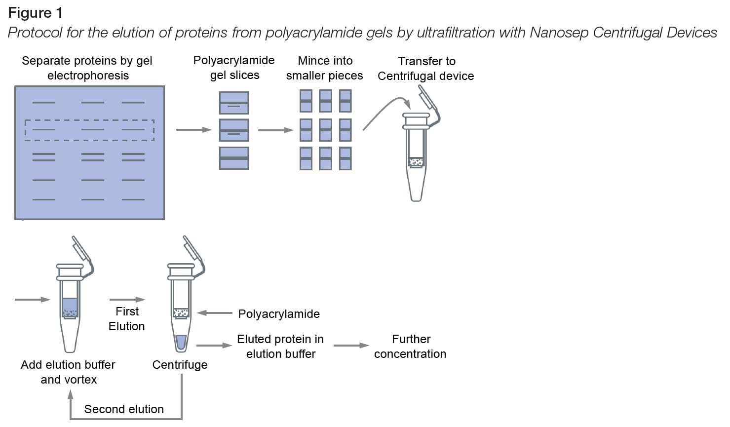 Figure of the protocol for the elution of proteins Figure of the protocol for the elution of proteins