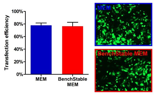 Equivalent transfection efficiency in BenchStable™ Media cultures Equivalent transfection efficiency in BenchStable™ Media cultures