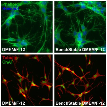 Effective differentiation in SH-SY5Y cells cultured in BenchStable™ Media Effective differentiation in SH-SY5Y cells cultured in BenchStable™ Media
