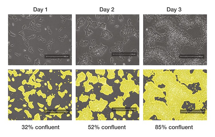 Induced pluripotent stem cells imaged over time with the EVOS™ M3000 instrument