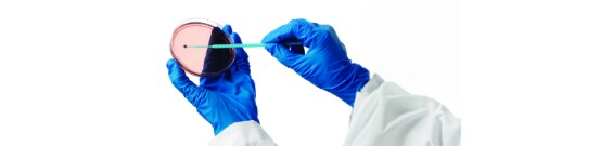Lab technician using a cotton swab on a Petri dish