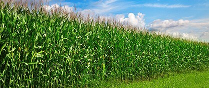 A Brighter Future for Farming and Renewable Energy A Brighter Future for Farming and Renewable Energy