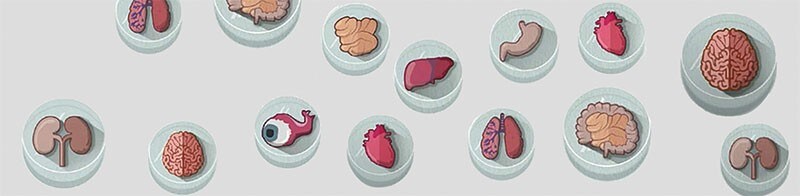 18455_Mini_Organs_Petri_Dishes_LabRoots 18455_Mini_Organs_Petri_Dishes_LabRoots